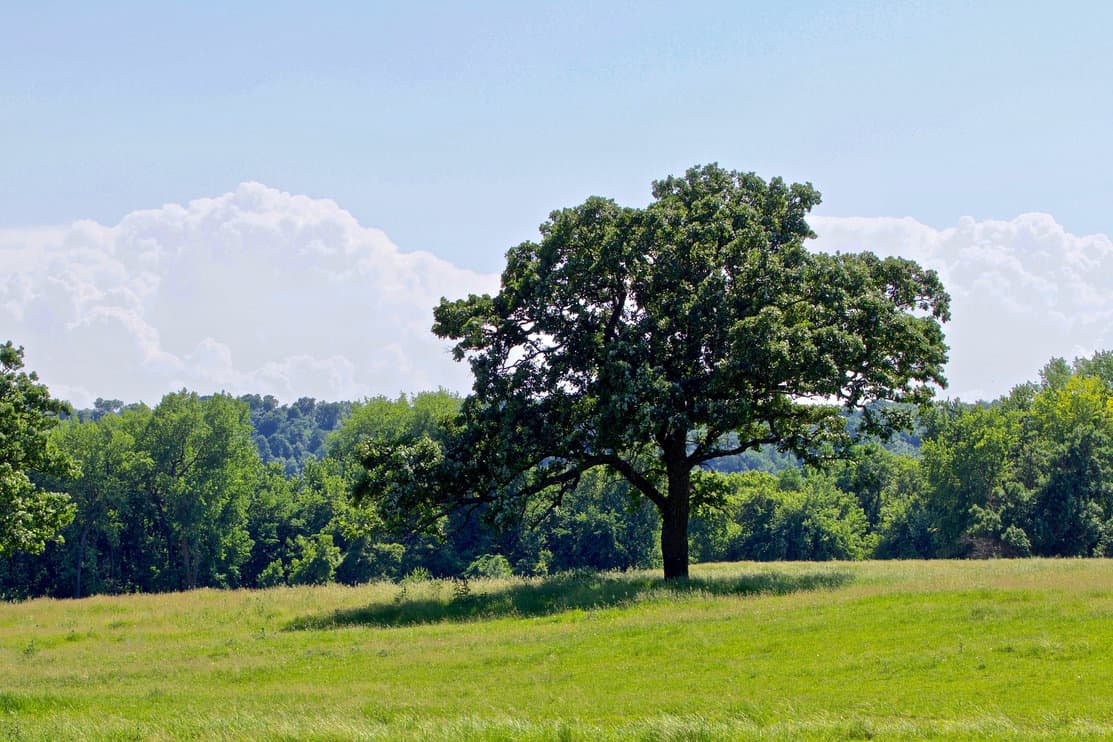 A red oak stands in a grassy spring meadow beside the river.
