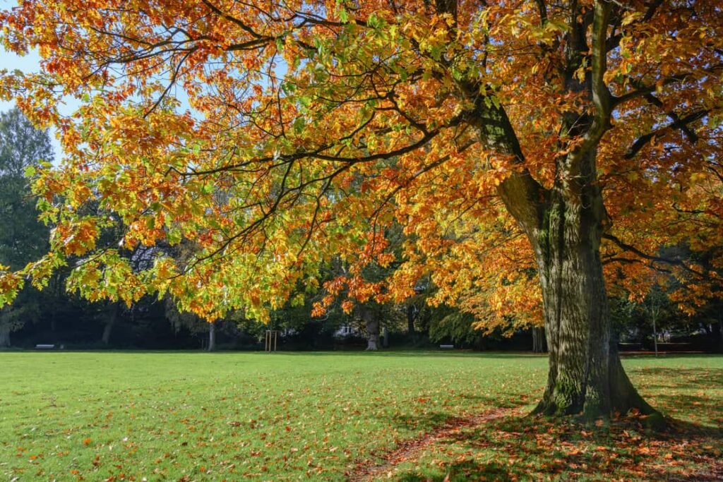 Old northern red oak tree (quercus rubra) with colorful autumn leaves in a park.