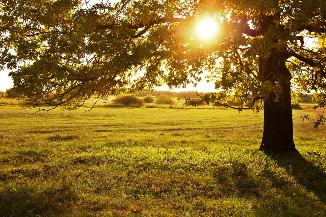 Big old oak in a autumn field. The sun shines through branches of the tree