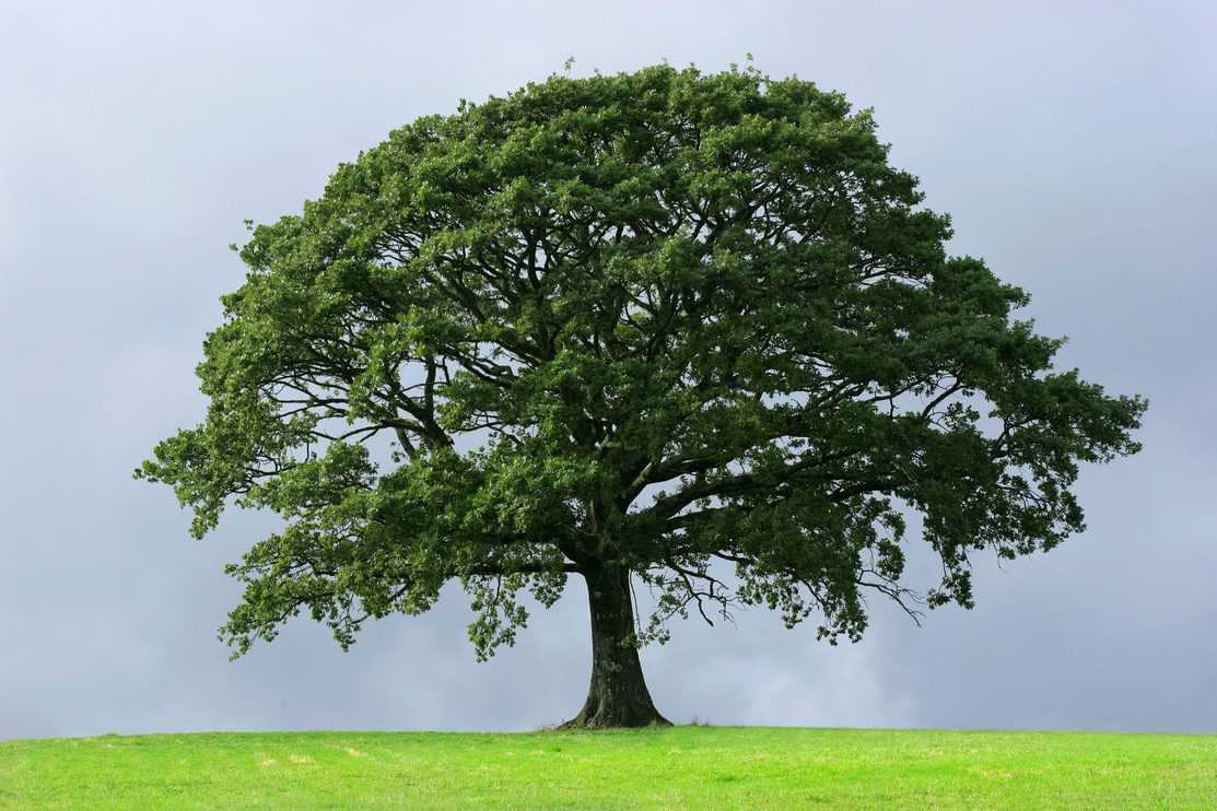Oak tree in full leaf in summer standing alone in a field against a steel grey stormy sky.
