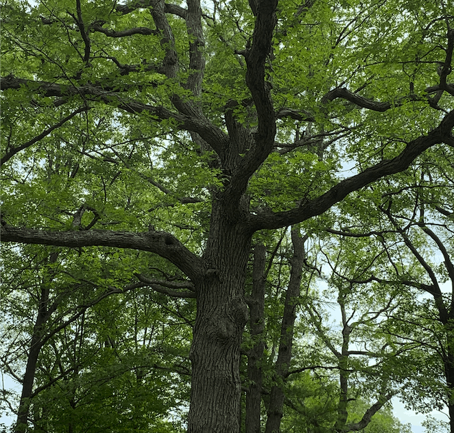 White oak tree