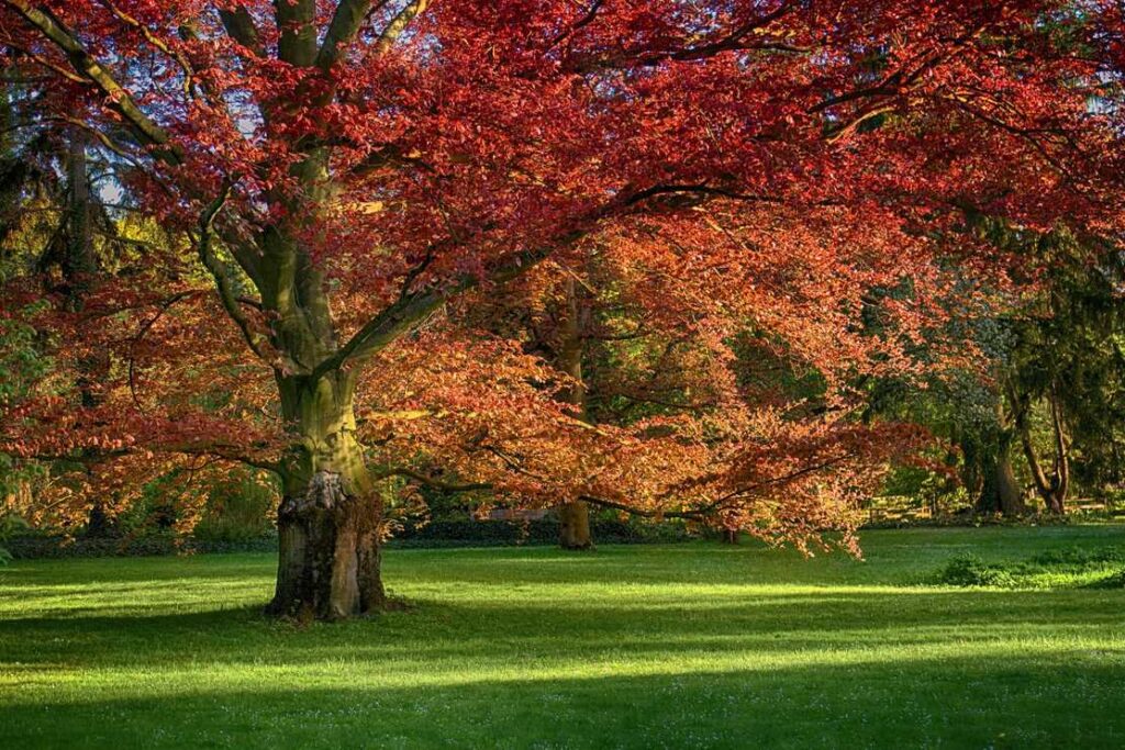 Beautiful, old, red oak (Quercus rubra) in the middle of a green meadow in the park