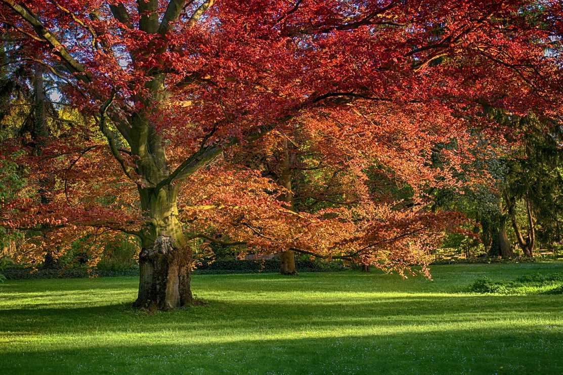 29 Incredible Facts About Red Oak Trees - Tree Journey