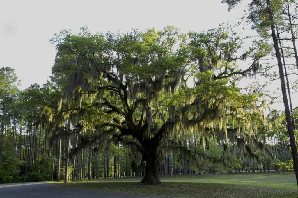 Live Oak trees with Spanish Moss.