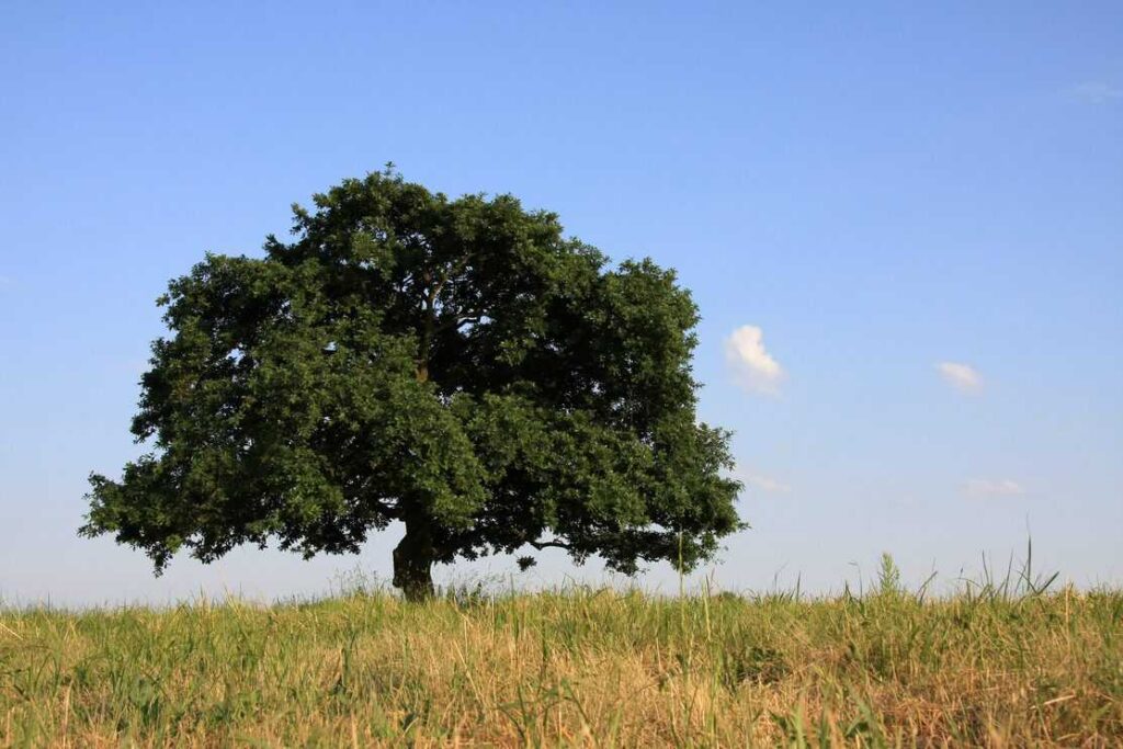 oak tree