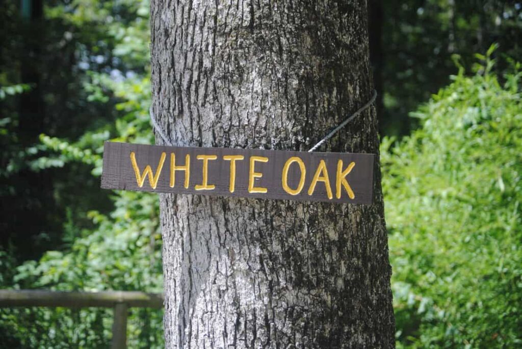 A white oak tree with "white oak" sign.