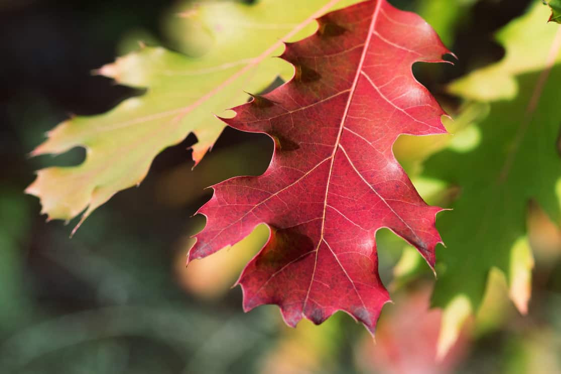 Branches of oak tree (Quercus rubra) with autumn red sunlit leaves in forest at sun day