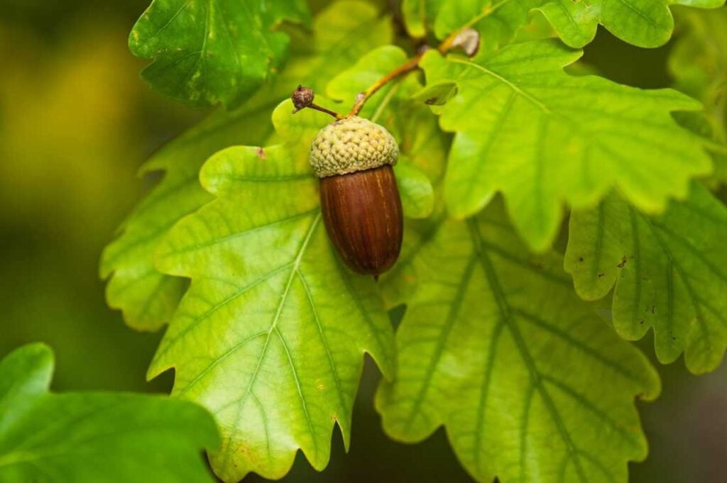 Fruit of an Oak tree ripe in autumn, on a sunny day.
