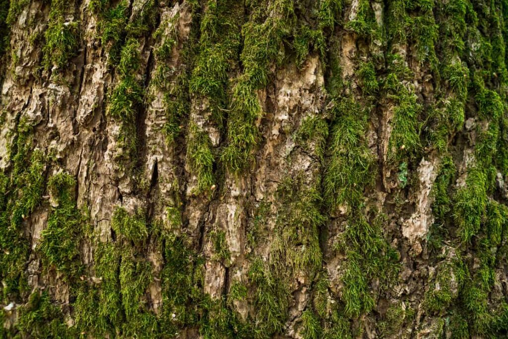 moss killer for trees