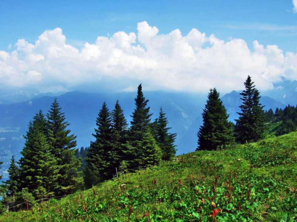 Trees and evergreen forests on the slopes
