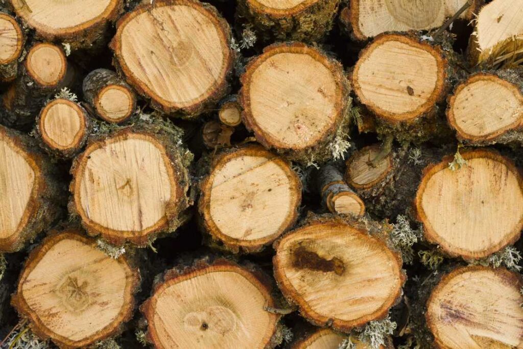 Oak firewood