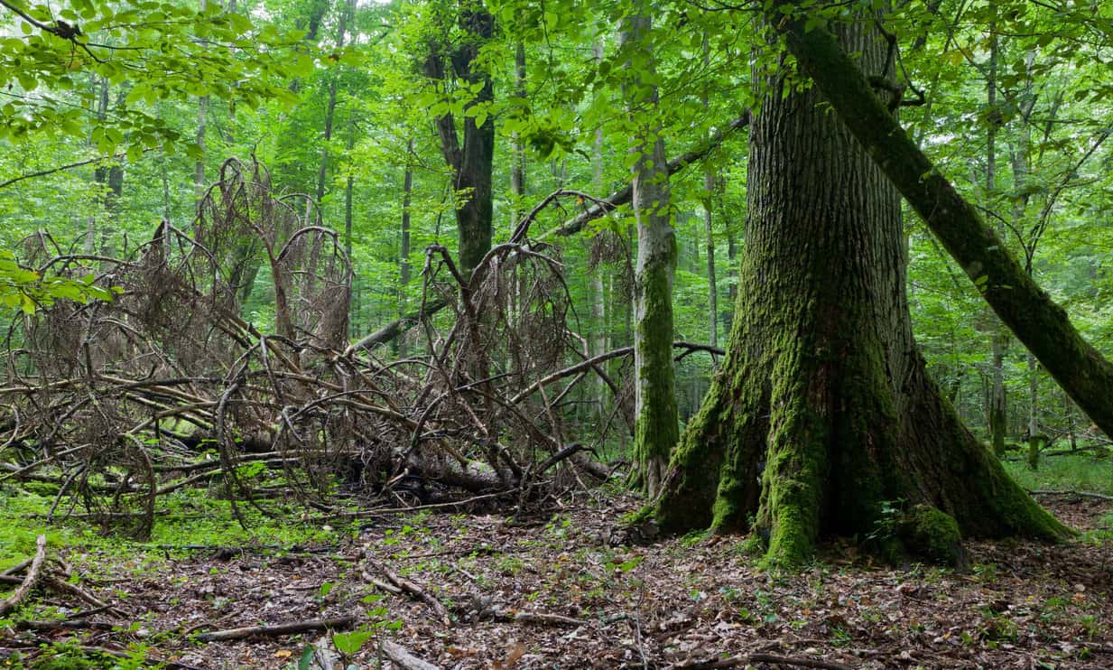 Huge oak tree and broken dry spruce lying next to against lush foliage deciduous stand.