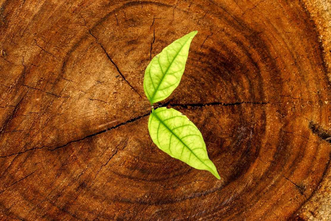 Seedlings on a tree stump.