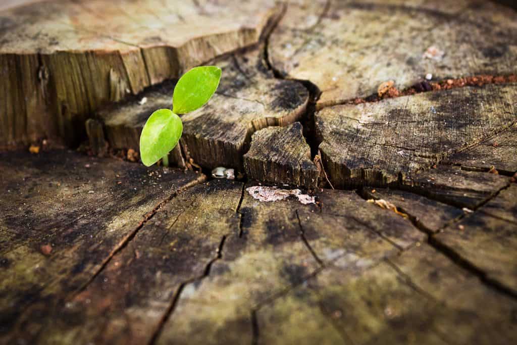 Seedlings on a tree stump