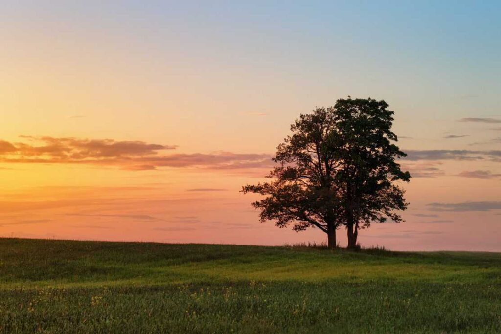 two oak trees close together on field in susnset