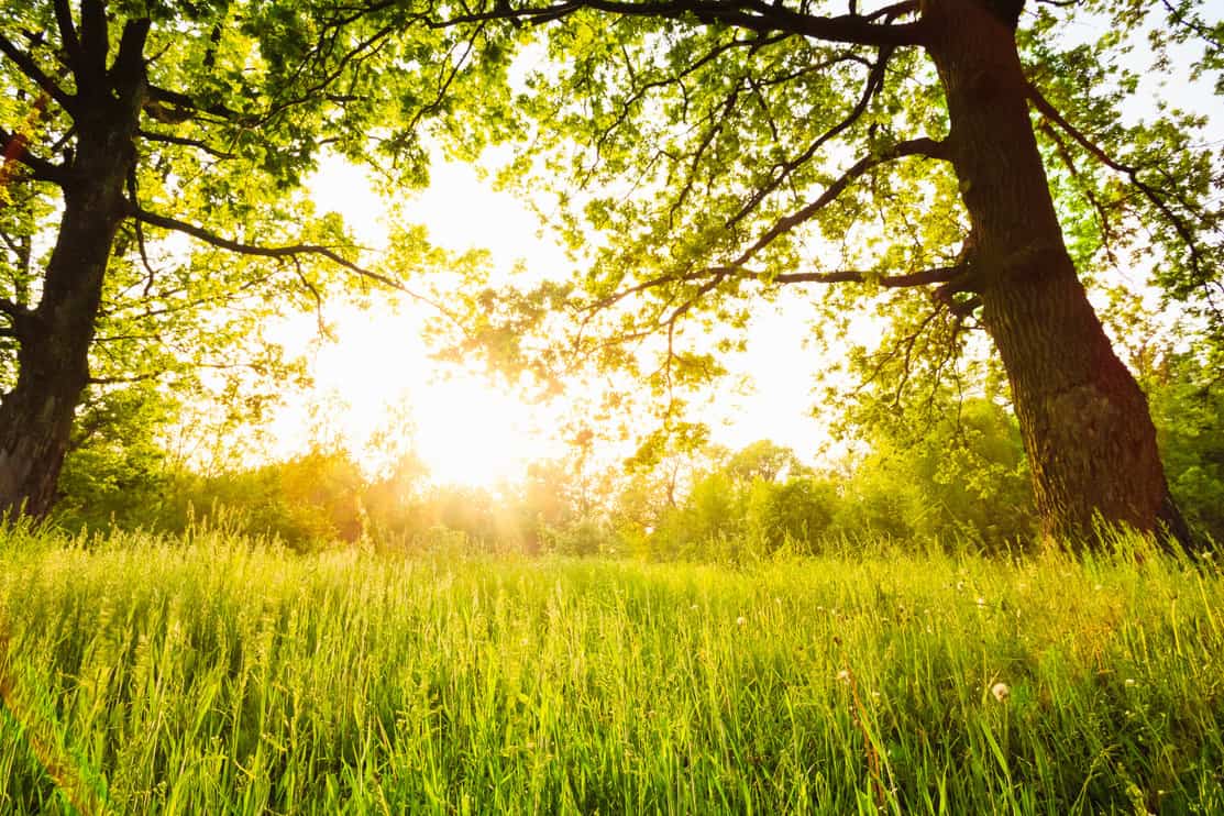 Summer sunny forest old oak trees. Nature green wood sunlight backgrounds.