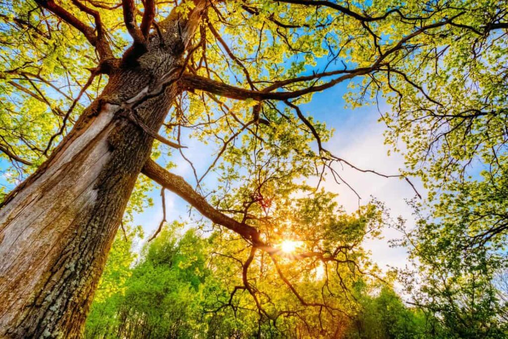 Spring Sun Shining Through Canopy Of Tall Oak Trees. Upper Branches Of Tree. Sunlight Through Green Tree Crown - Low Angle View.