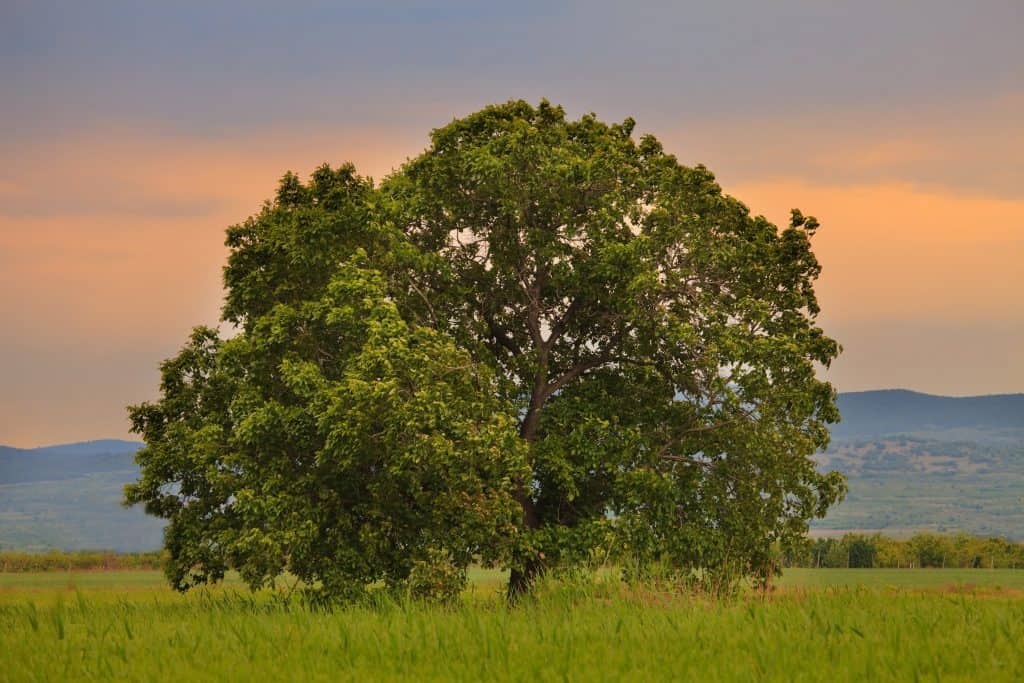 Big oak tree in summer green meadows, sunset time with red sky in background