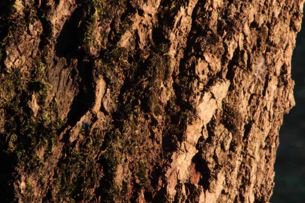 Oak tree bark close up