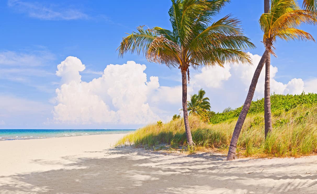 Palm trees on a beautiful sunny summer afternoon in Miami Beach Florida with ocean and blue sky in the background
