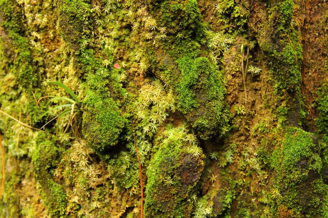 Close up detail of an old tree covered with moss.