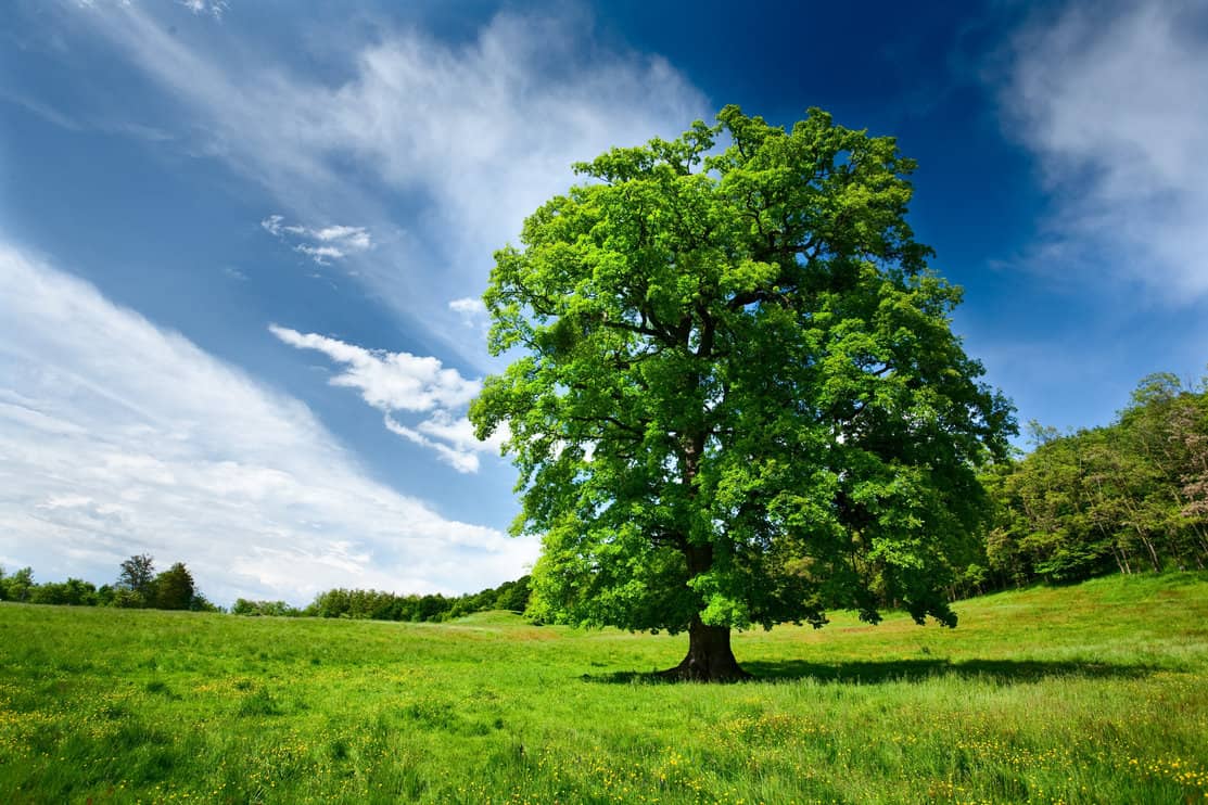 Single big oak tree in a meadow near the forest