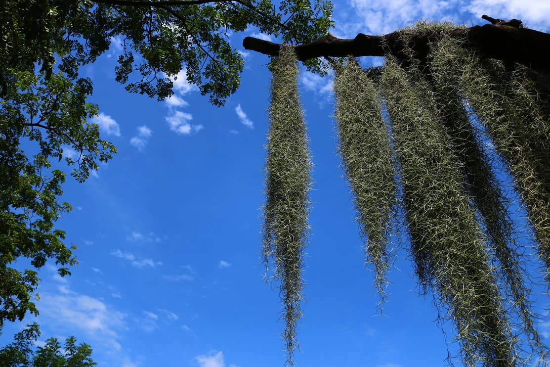 vertical garden by spanish moss with the sky