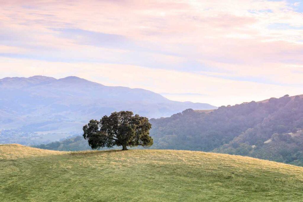 Lone Oak Tree in Bay Area Landscape.