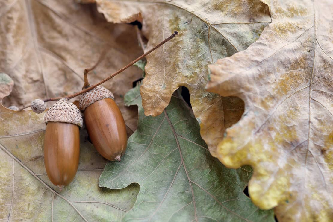 Acorns from oak lie on yellow leaves close-up