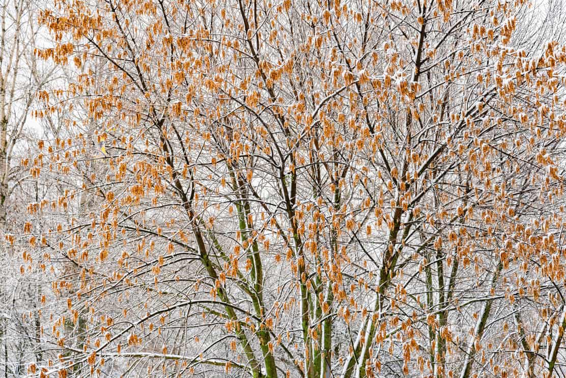 Acer negundo, also known as box elder, boxelder maple, ash-leaved maple, and maple ash, covered by snow during a cold winter day