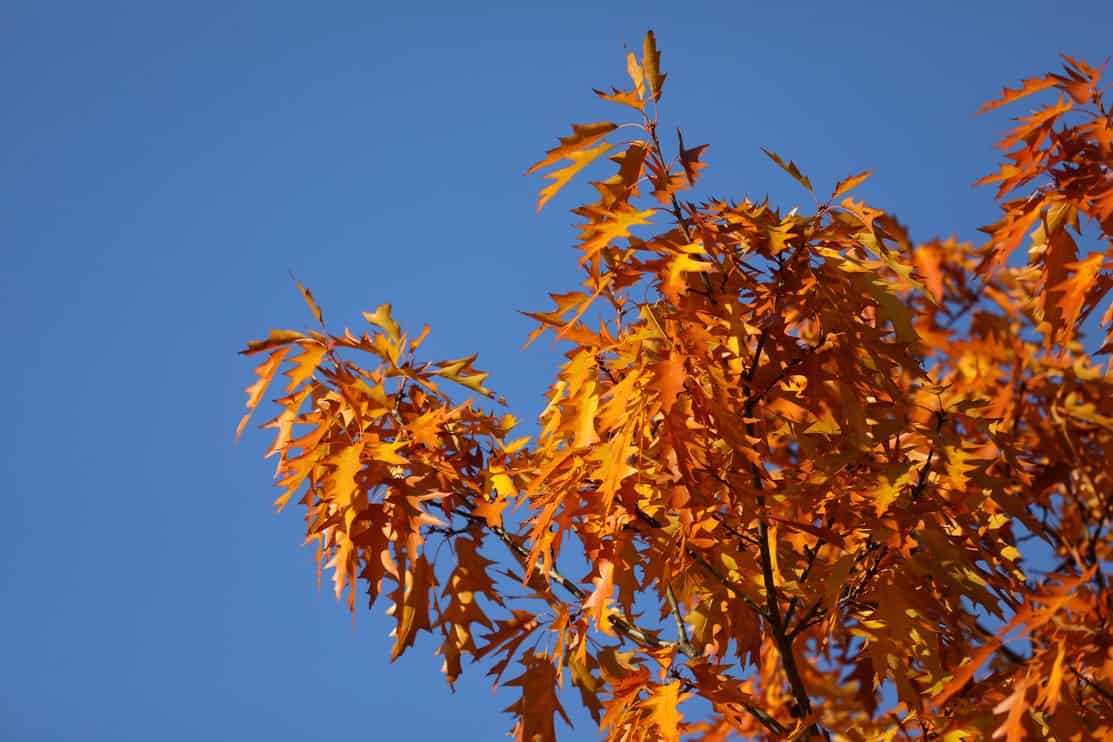 Pin oak tree in autumn