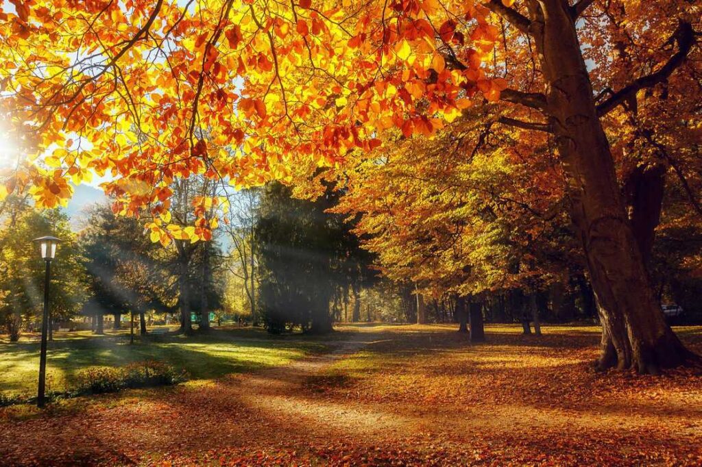 Autumn Landscape. Beautiful romantic alley in a park with colorful trees, Scenic image of fairy-tale woodland in sunlit. Wondrful Natural Background. Unbeatable colors in the nature.