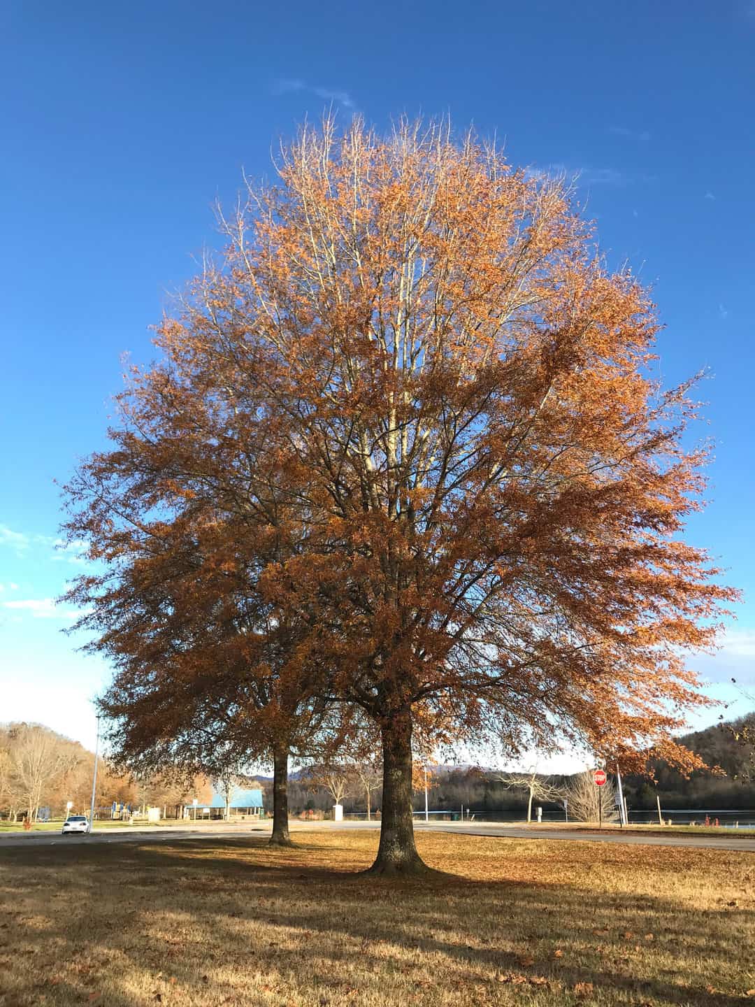 A fall foliage willow oak (Quercus phellos)
