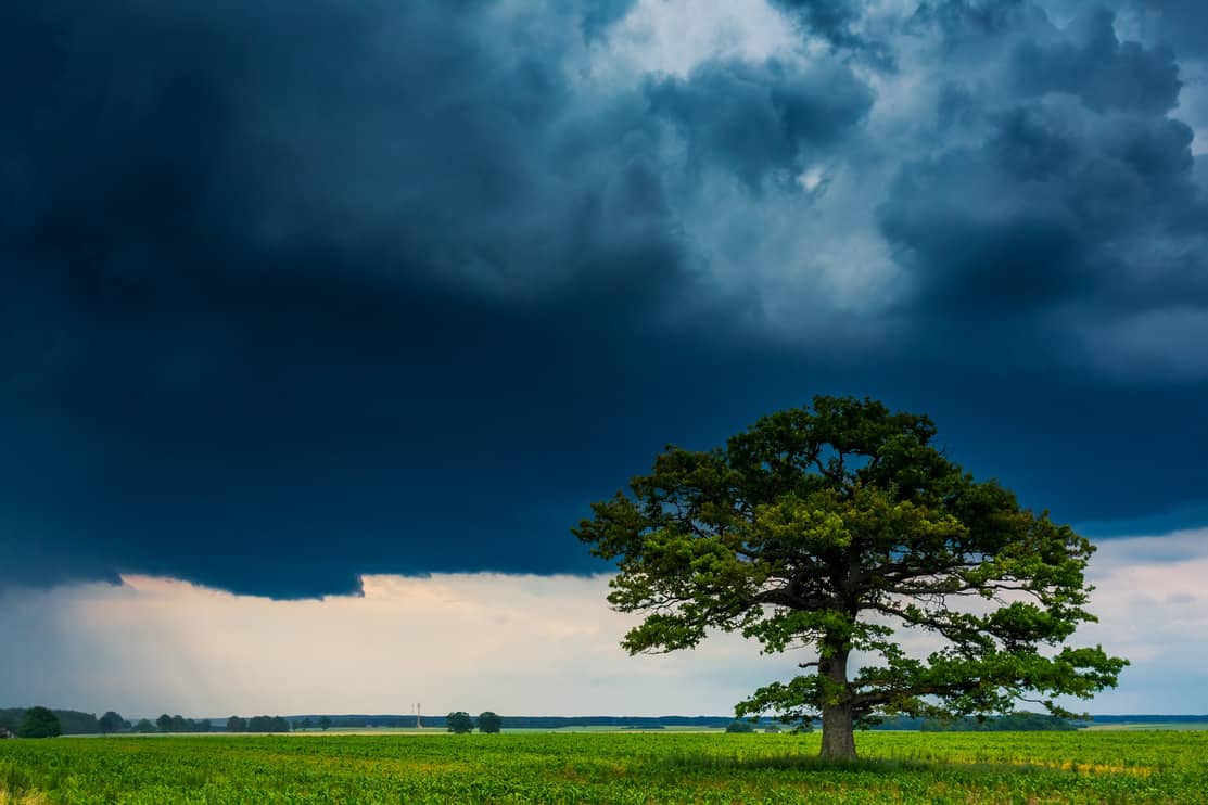 Landscape of Dark thunderstorm clouds over the oak tree