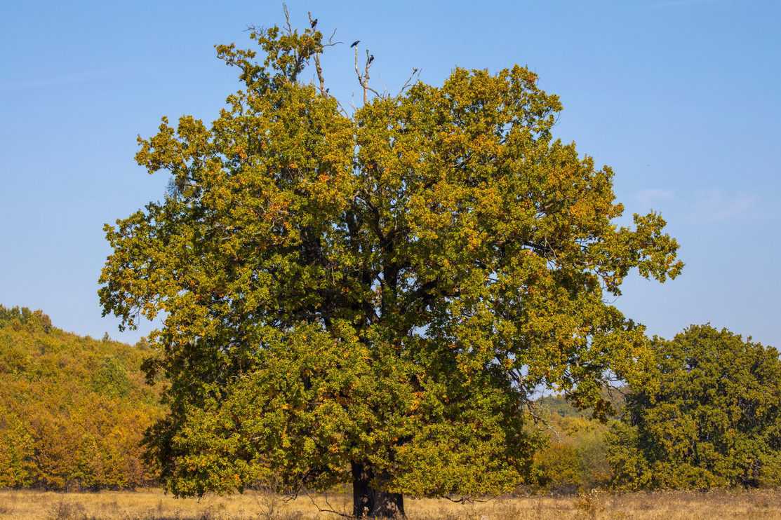 Huge centennial oak tree on a field in the autumn.