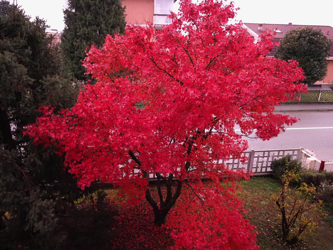 red maple acer (Acer Rubrum) aka swamp maple, water maple or soft maple tree