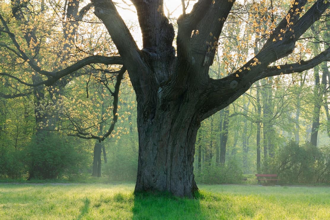 Old mighty oak and the first young leaves