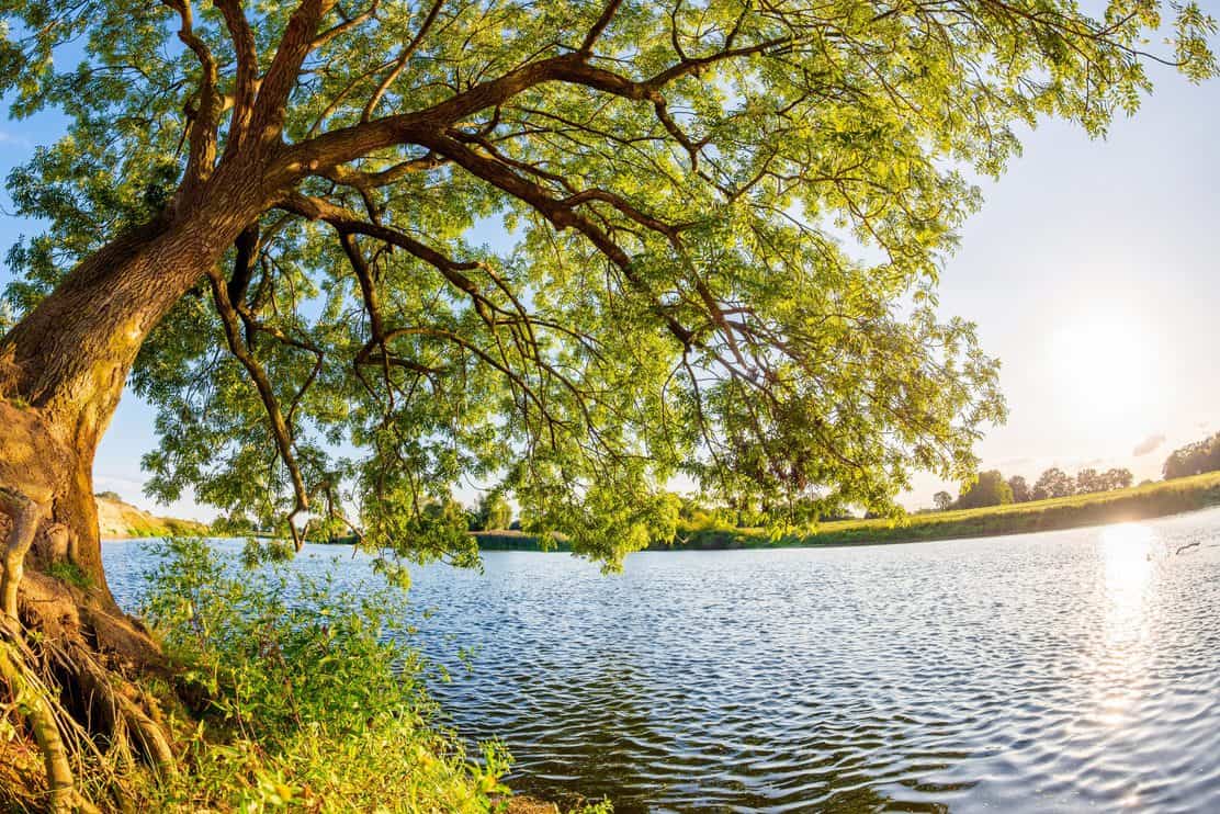 Old oak tree at the river on a sunny summer day