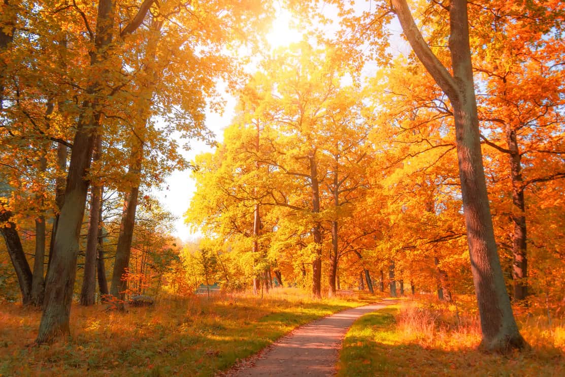 Autumn november park with yellow oaks and maples around the hiking trail