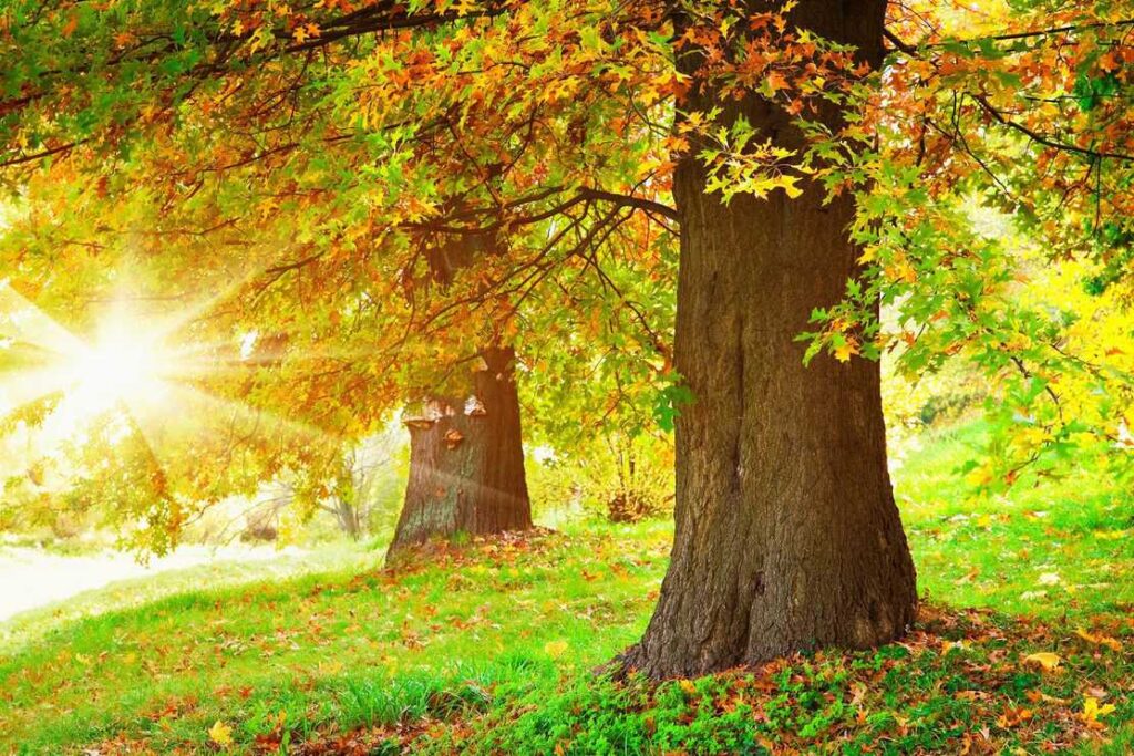 Autumn trees with sun