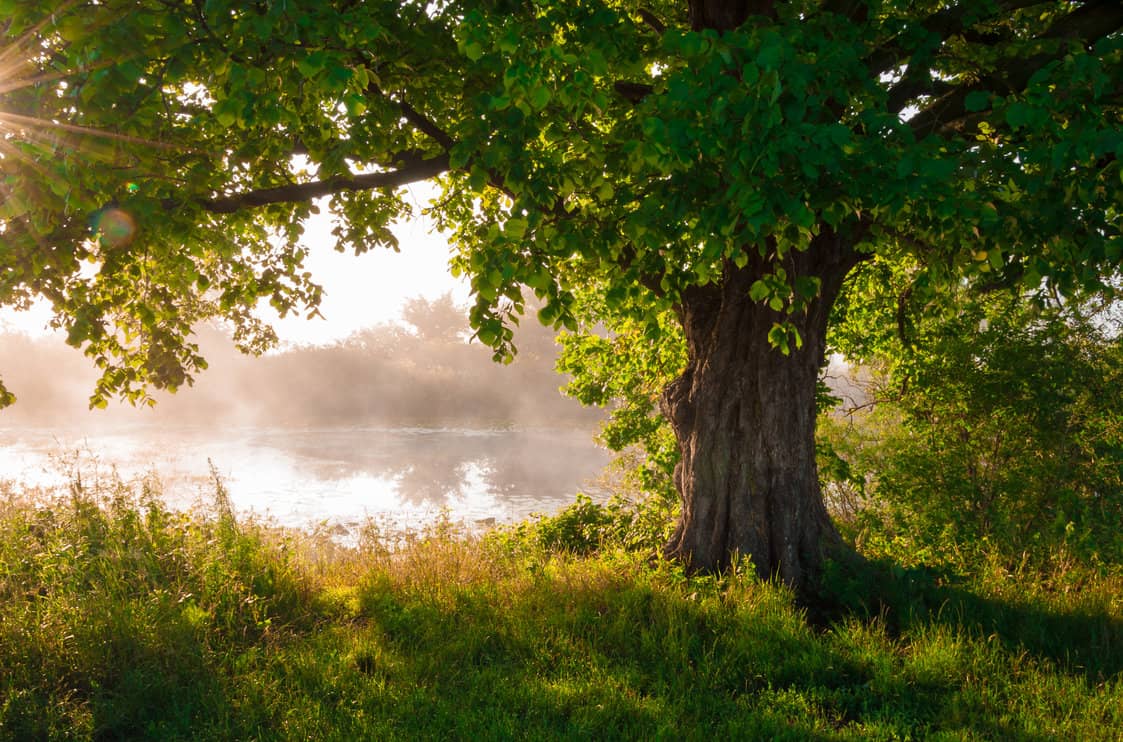 Oak tree in full leaf in summer standing alone