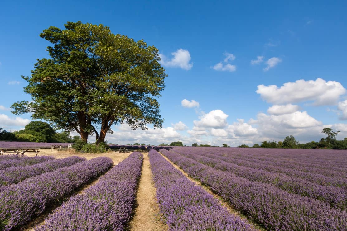 Lavender field surrounding oak tree.