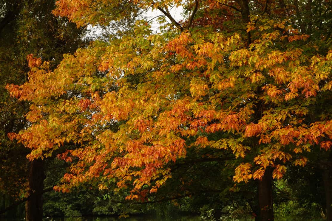 Pin Oak Tree Leaves in Autumn.