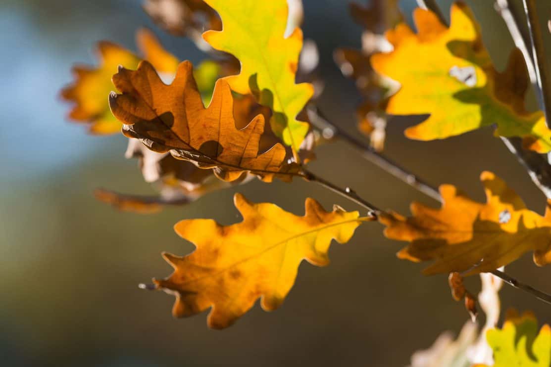 Oak Tree leaves