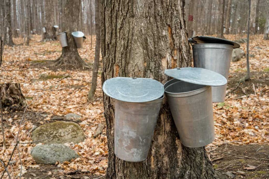 several buckets used to collect sap of maple trees to produce maple syrup in Quebec.