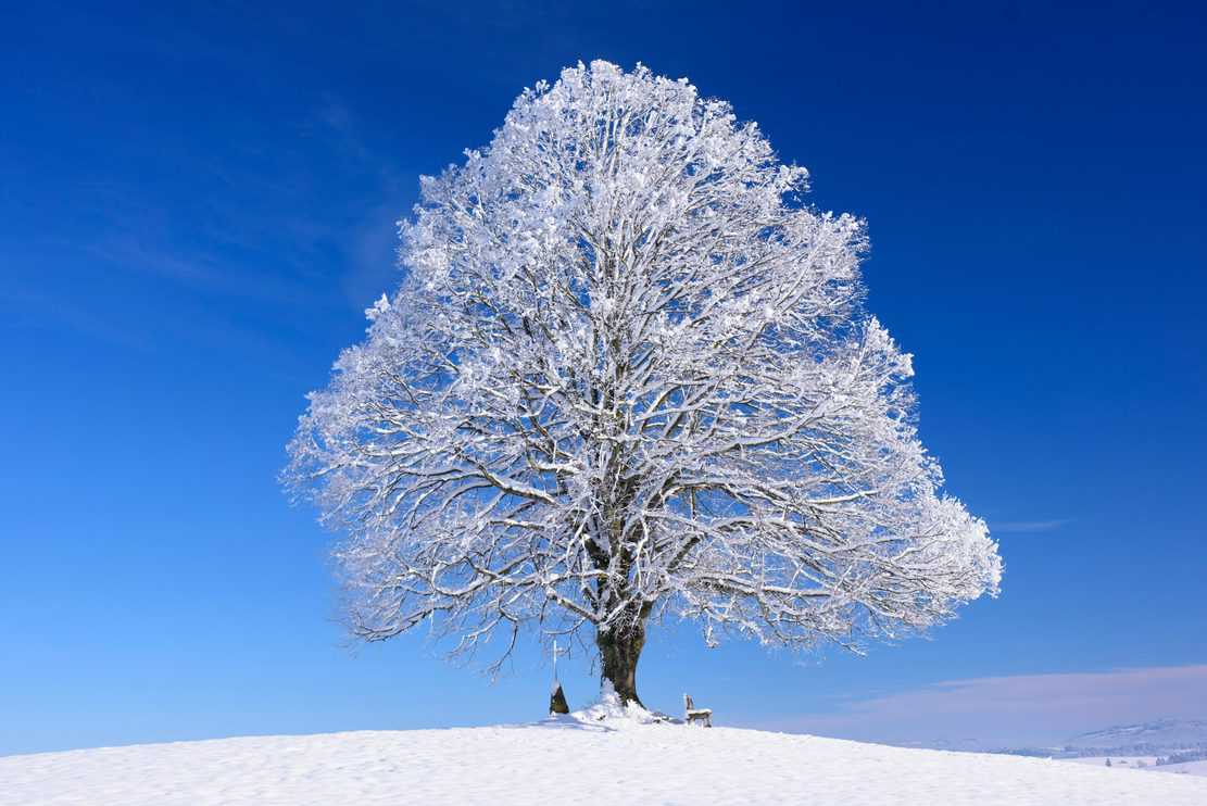 4 Ways That Trees Survive The Winter (And How They Do It) - Tree Journey