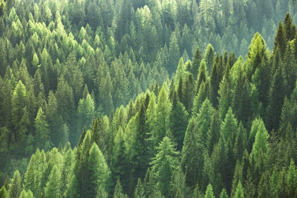 Healthy green trees in a forest of old spruce, fir and pine trees in wilderness of a national park.