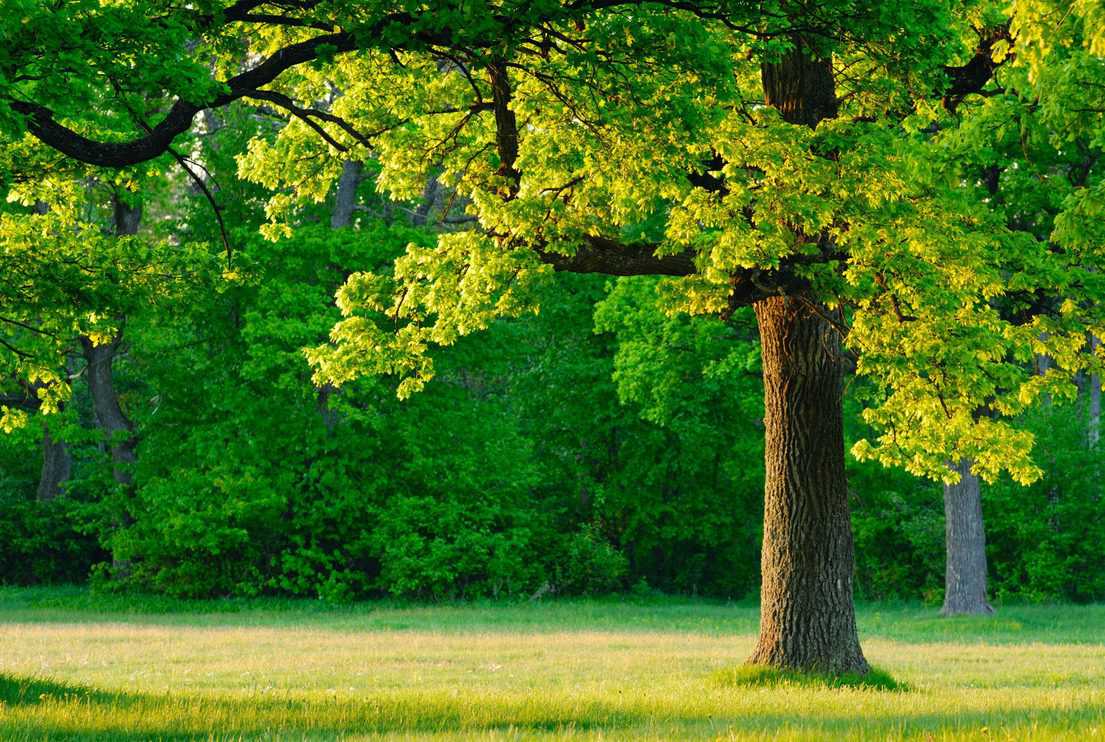 Dawn, the young leaves of oak trees covered the first rays of the sun.