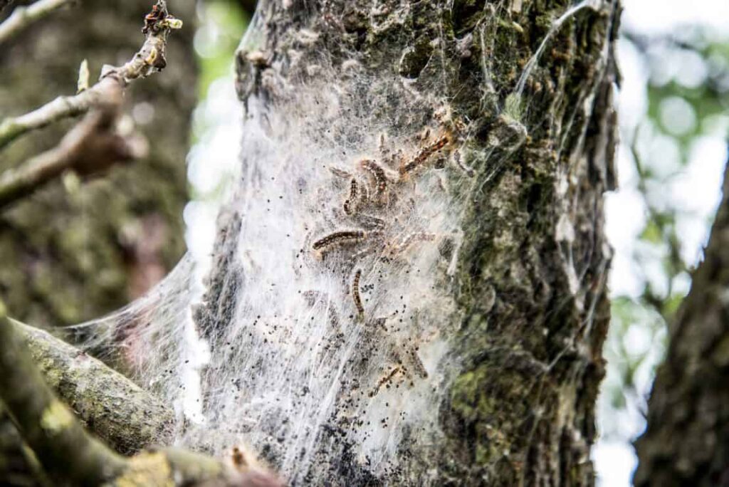 Tent Caterpillars making web.