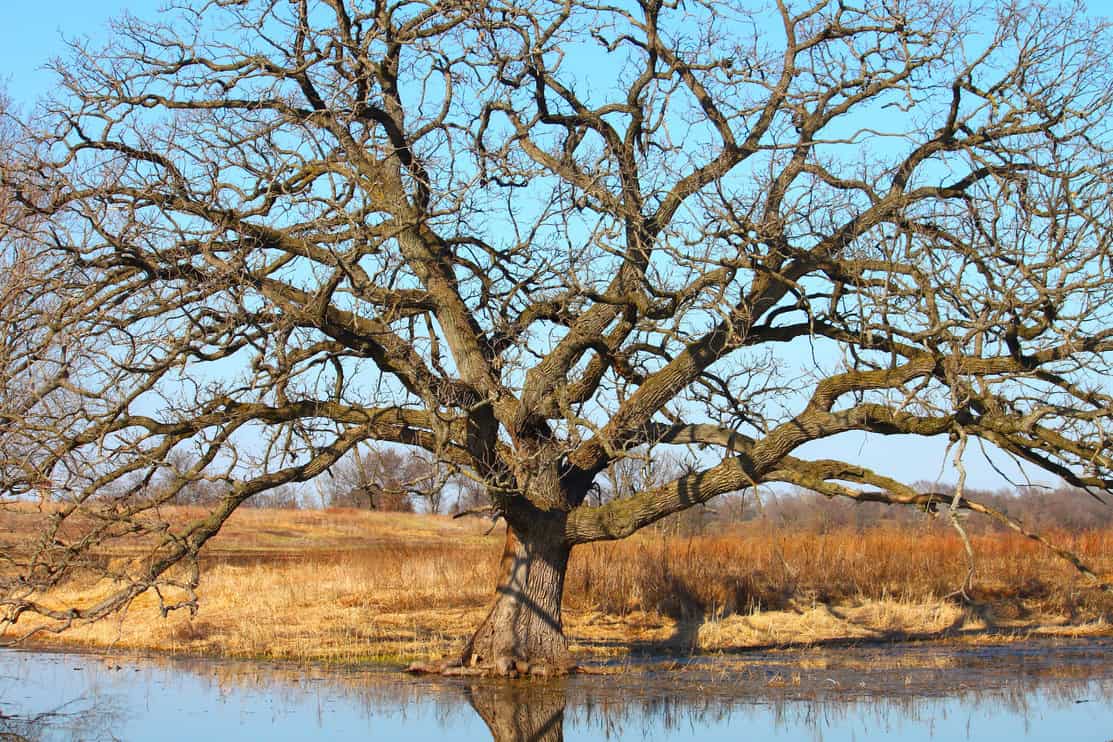 Old Bur Oak (Quercus macrocarpa) grows along a wetland of northern Illinois.